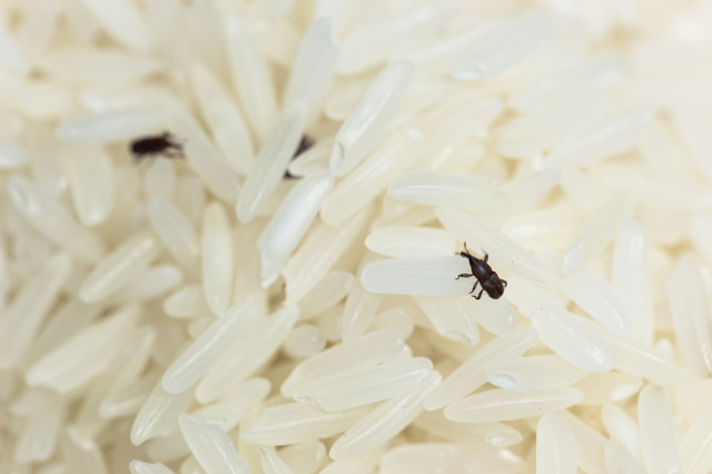大米生虫子处理小诀窍 5种方法彻底清除-1
