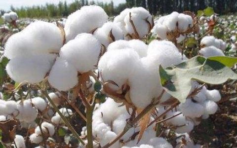 新疆棉花事件有哪些品牌