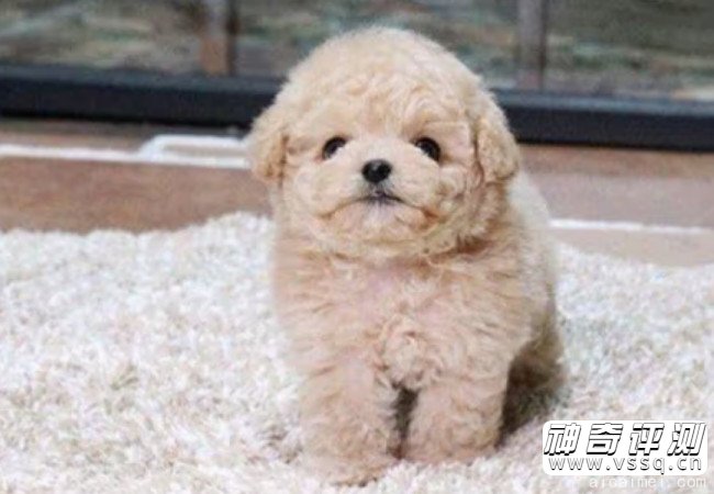 泰迪狗多少钱一只幼崽 泰迪狗500到800元是真的吗