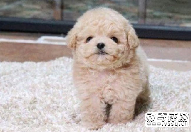 泰迪狗多少钱一只幼崽 泰迪狗500到800元是真的吗