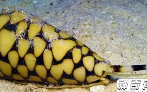 世界上最凶猛的蜗牛 十大最凶残蜗牛排名