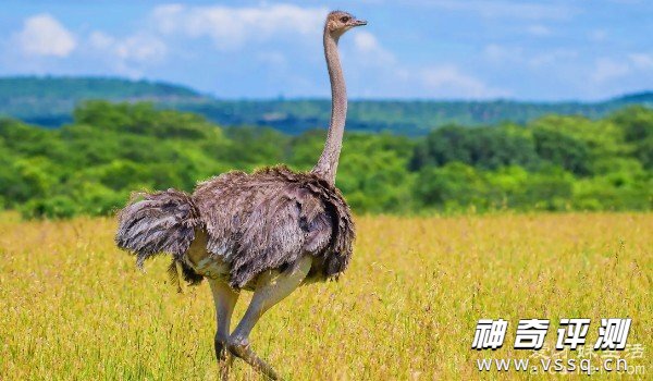 世界上最大的鸟是什么鸟 非洲鸵鸟体重达300斤