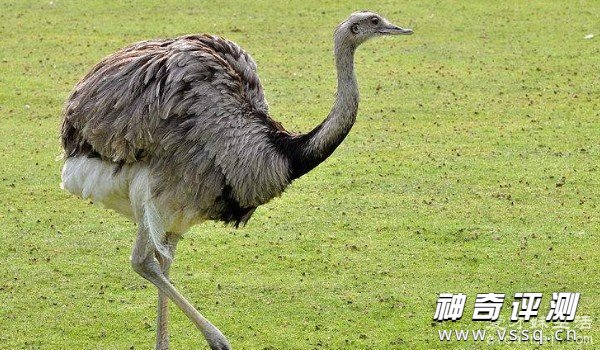 世界上最大的鸟是什么鸟 非洲鸵鸟体重达300斤