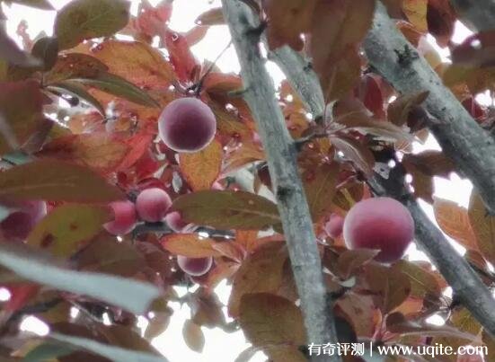 紫叶李的果子能不能吃多少钱一斤
