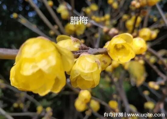 腊梅与梅花是一种花吗 腊梅与梅花有什么区别