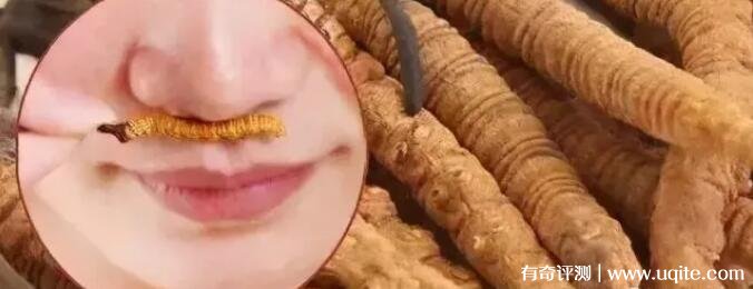 那曲冬虫夏草怎么看真假 分享4种辨别方法