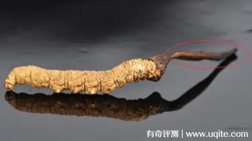 那曲冬虫夏草怎么看真假 分享4种辨别方法
