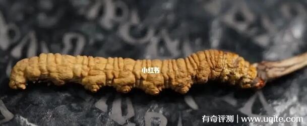 那曲冬虫夏草怎么看真假 分享4种辨别方法