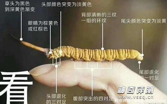 那曲冬虫夏草怎么看真假 分享4种辨别方法