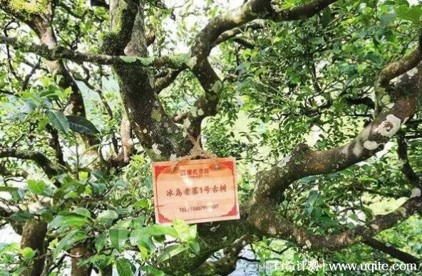 老树生普洱茶的价格 2022最低为800元一斤