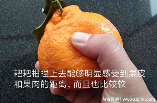 耙耙柑怎么念耙（pá pá gān）