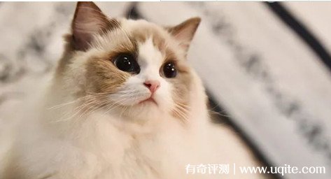 2022布偶猫价格多少钱一只 最低4000元起