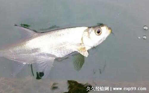 人工鲟鱼可以吃吗多少钱一斤