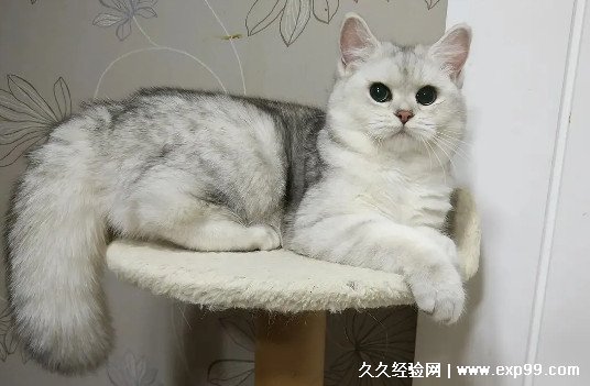 宠物猫的品种图片名字大全及价格