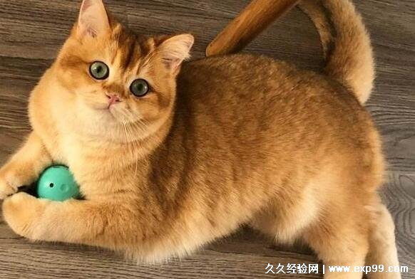 宠物猫的品种及价格图片大全