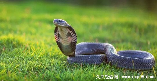 世界上最毒的蛇是什么蛇 世界十大最毒的蛇排名
