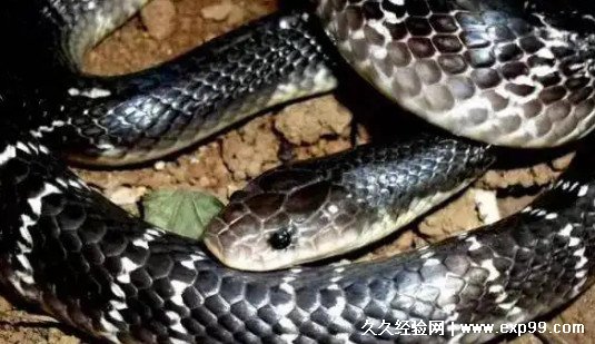 世界上最毒的蛇是什么蛇 世界十大最毒的蛇排名