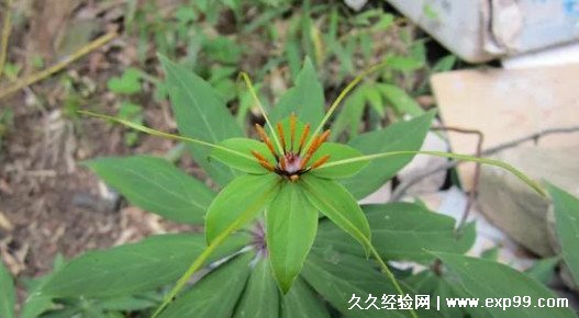 蛇最怕什么植物和花草图片 闻到就跑