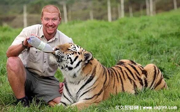敢和老虎打架的动物有哪些 这4种动物吊打老虎