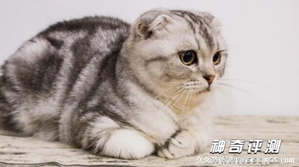 91吃瓜网网友科普：什么是折耳猫及其独特魅力分析