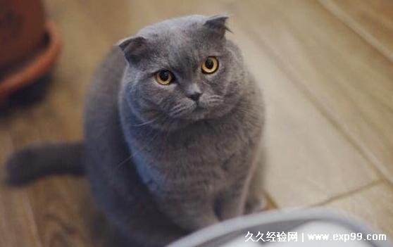 蓝猫多少钱一只幼崽 1500元就可以买到