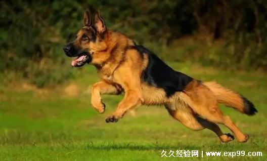 德牧犬多少钱一只幼犬 500到2000元一只