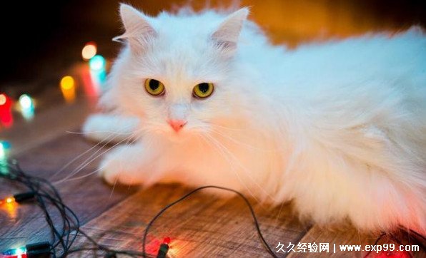 猫怀孕几个月下崽 2个月左右