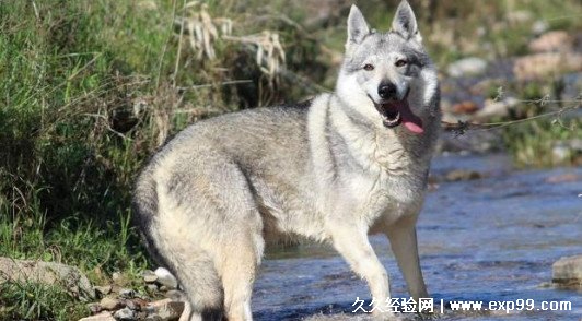 捷克狼犬幼犬多少钱一只 一般在10000元