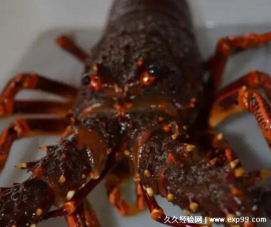 澳洲龙虾多少钱一斤市场价2022