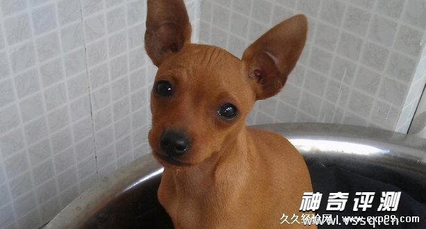 小鹿犬多少钱一只 1500元到5000元