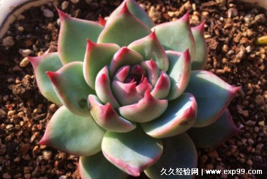 多肉植物夏天怎么养护 这3点要注意