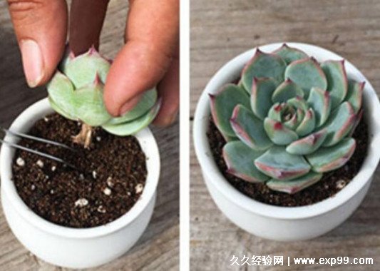多肉植物夏天怎么养护 这3点要注意
