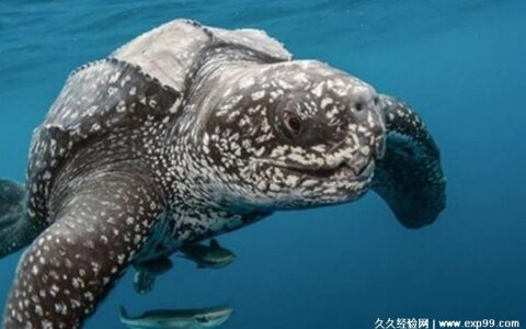 世界上体型最大的海龟是什么龟 棱皮龟