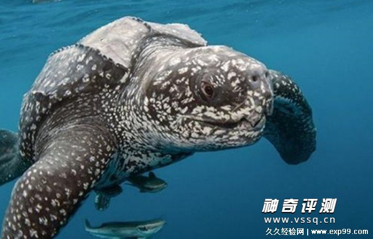 世界上体型最大的海龟是什么龟 棱皮龟