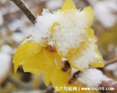 腊梅与梅花是一种花吗 有什么区别
