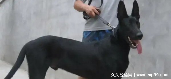 黑狼犬多少钱一只幼犬 最低1500元