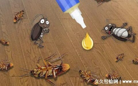 为什么家里的蟑螂杀不完 主要有这4个原因