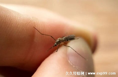 哪个血型最容易被蚊子咬 这6种人