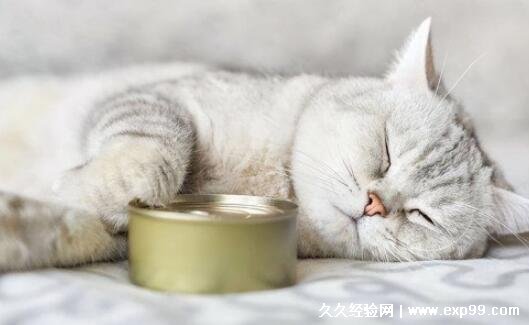 猫咪临死前有什么征兆 六个表现
