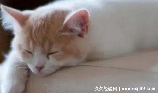 猫咪临死前有什么征兆 六个表现