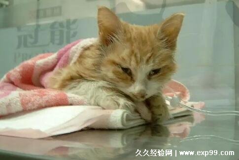 猫咪临死前有什么征兆 六个表现