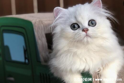 金吉拉猫多少钱一只幼崽 2000到4000元