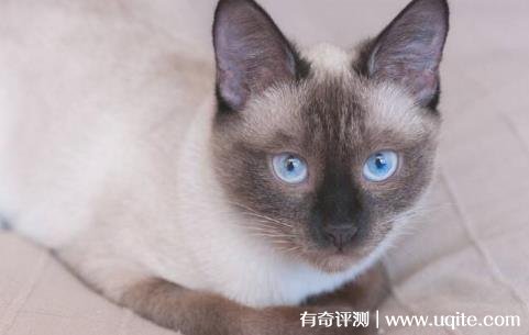 暹罗猫价格多少钱一只幼猫 最低500元