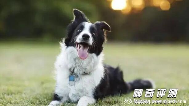 边牧犬一般多少钱 1500元左右