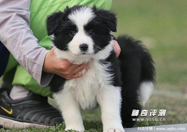 边牧犬多少钱一只幼崽 1000元到3000元