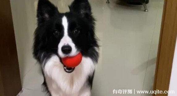 边牧犬多少钱一只幼崽 1000元到3000元