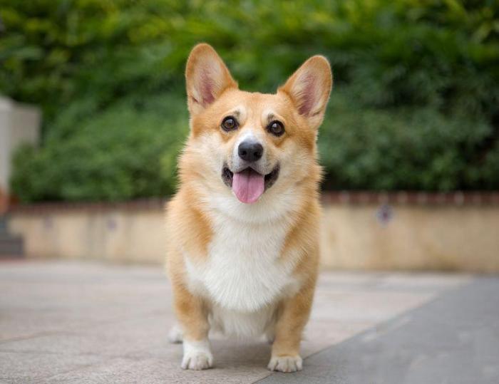 柯基犬价格大概多少钱一只 养柯基注意事项-1