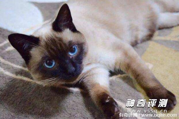 宠物猫的品种及价格图片大全 2022年猫咪市场参考价