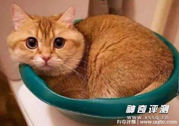 宠物猫的品种及价格图片大全 2022年猫咪市场参考价