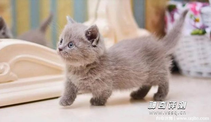 短腿猫价格多少钱一只 1600到8000元